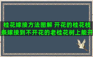 桂花嫁接方法图解 开花的桂花枝条嫁接到不开花的老桂花树上能开花吗